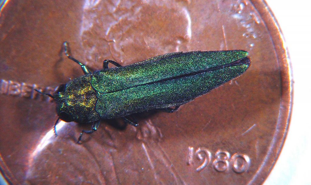 Emerald Ash Borer